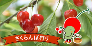 さくらんぼ狩り