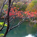 紅葉